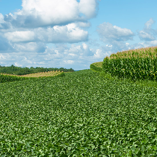 Farm fields with healthy looking corn and soy bean plants