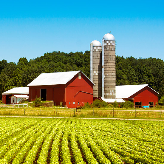 A farm with healthy looking crops